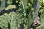 Common pricklypear